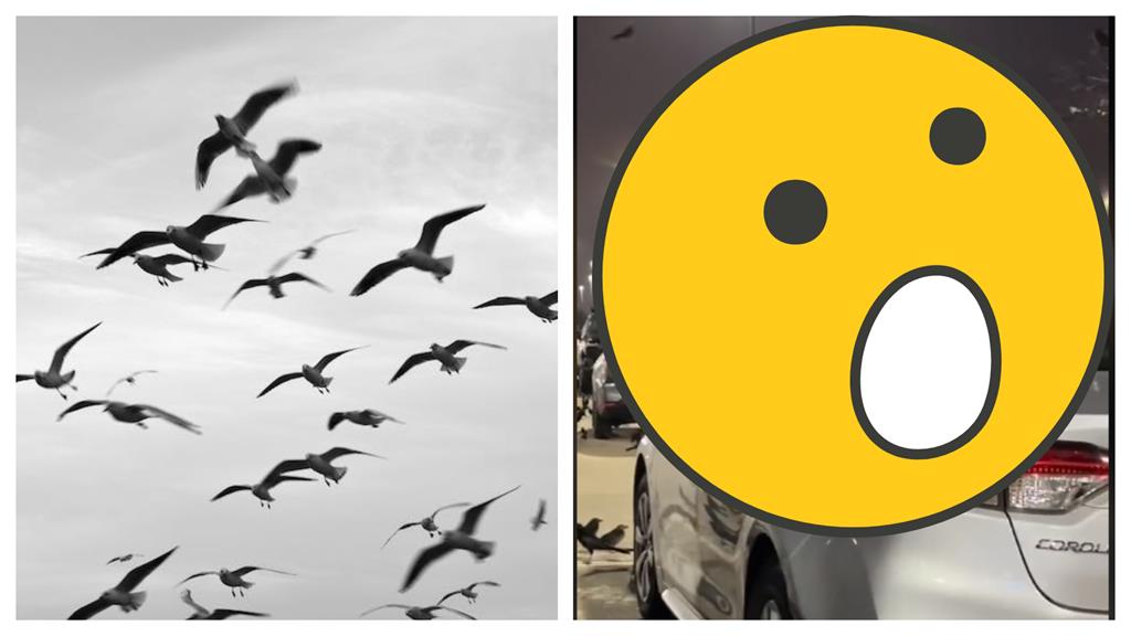 停車場遭「無數黑影攻佔」異象曝　環保組織指「這種鳥」拒讓烏鴉背鍋