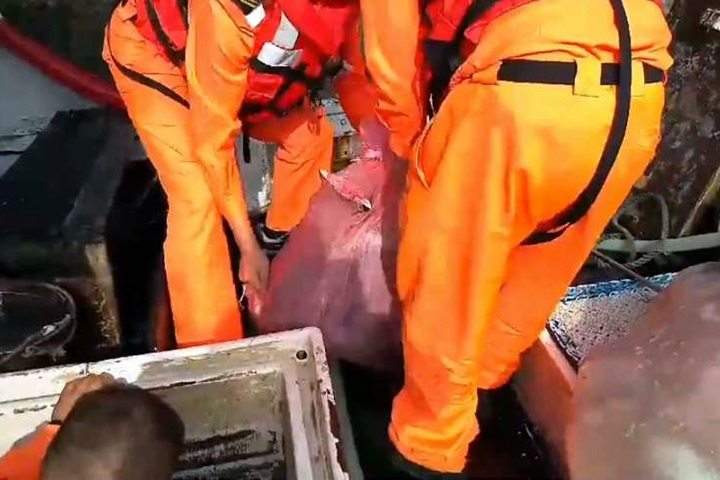 不肖漁民宰殺販售海豚肉 海巡查扣283公斤