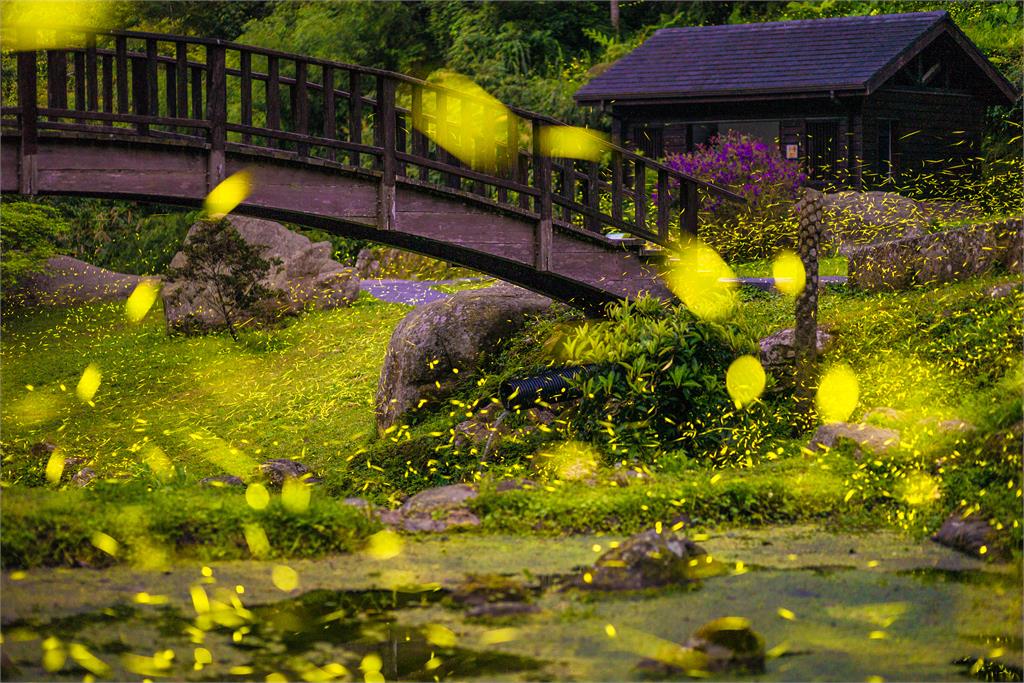 嘉義梅山最美十景　超美茶園、竹林、瀑布這裡賞這裡拍