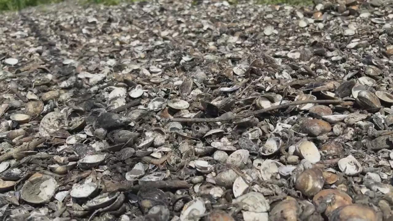 豪雨文蛤大量暴斃！　養殖業者：至少三成以上死亡