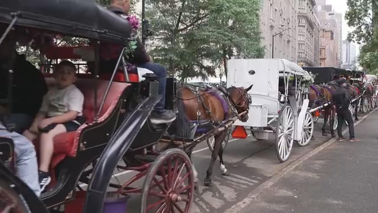 觀光客摔死成轉折？　紐約市議會將表決「中央公園馬車」存廢