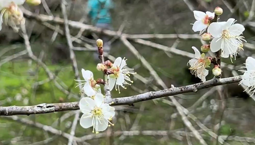 颱風影響花況不如預期　台東海端梅花季取消