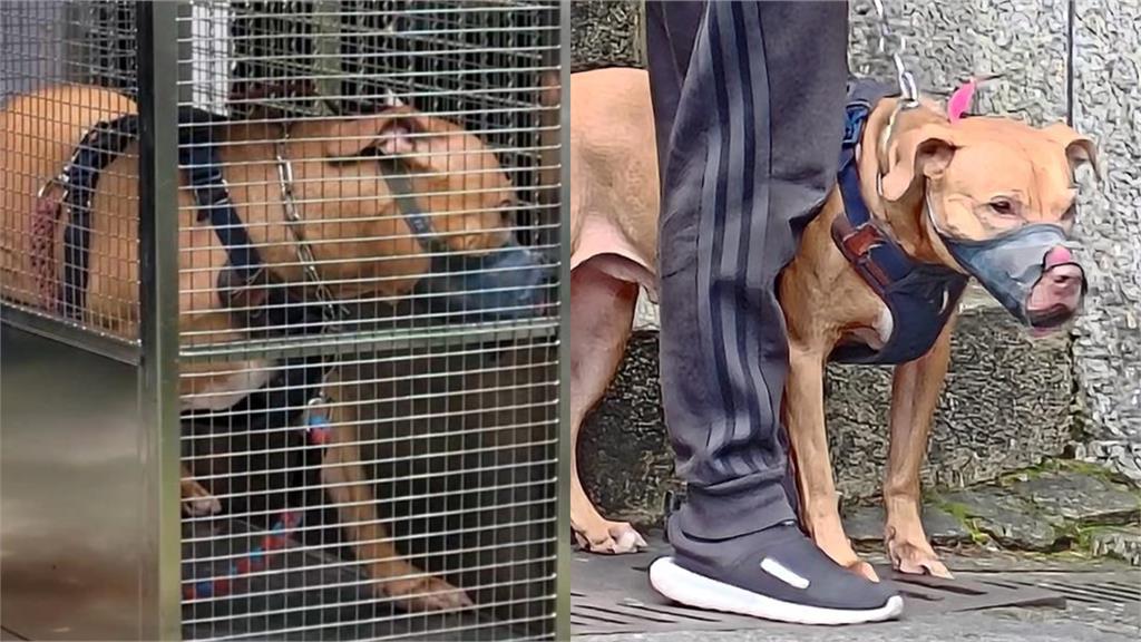 比特犬2度跳窗咬人…「天生愛攻擊」？律師揪「2點」喊：是飼主不合格！