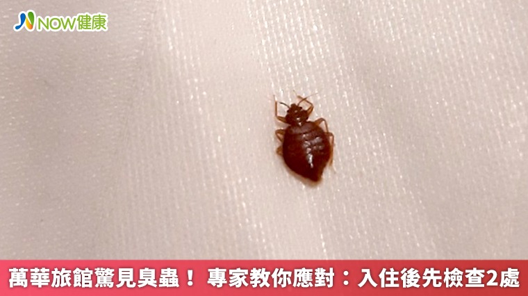 萬華旅館驚見臭蟲！ 專家教你應對：入住後先檢查2處 