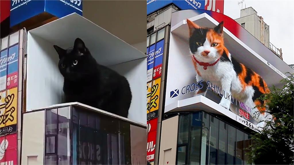 超大3D貓暴紅成東京新宿新地標！鄉民無法朝聖只好在家「還原現場」