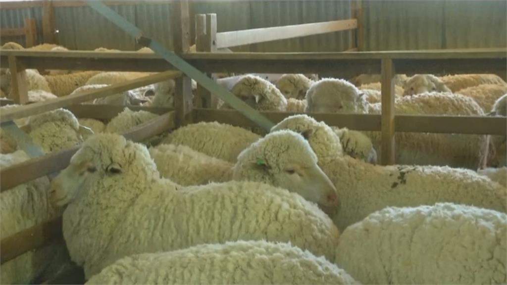 澳洲養羊業復甦！女性進軍手工剃毛師傅行列