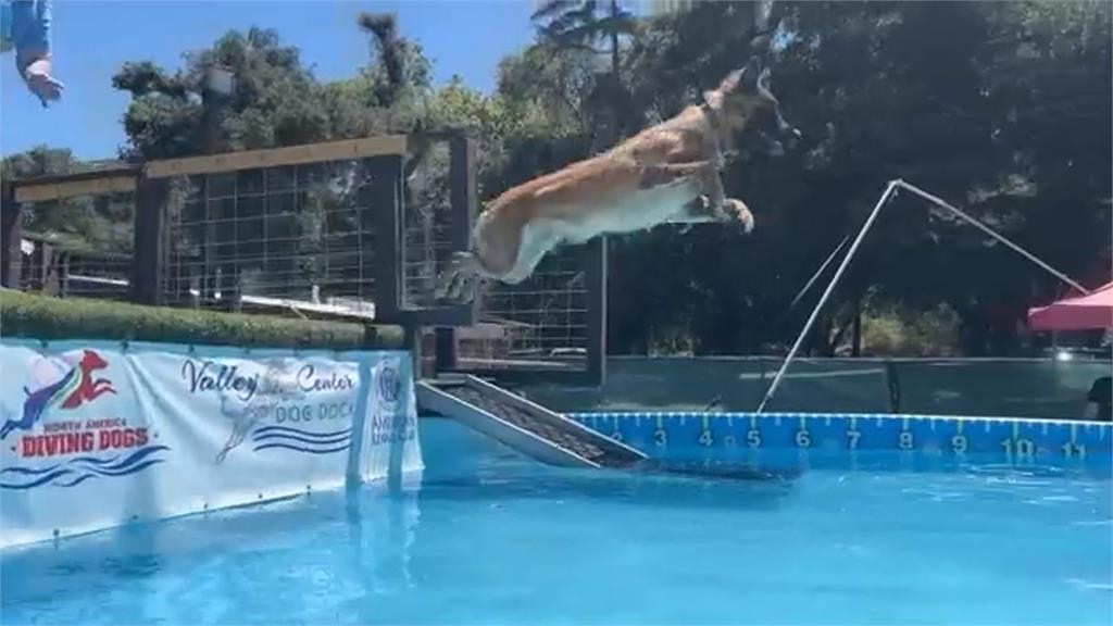美國聖地牙哥「狗狗跳水大賽」　它飛越11．25公尺再創紀錄