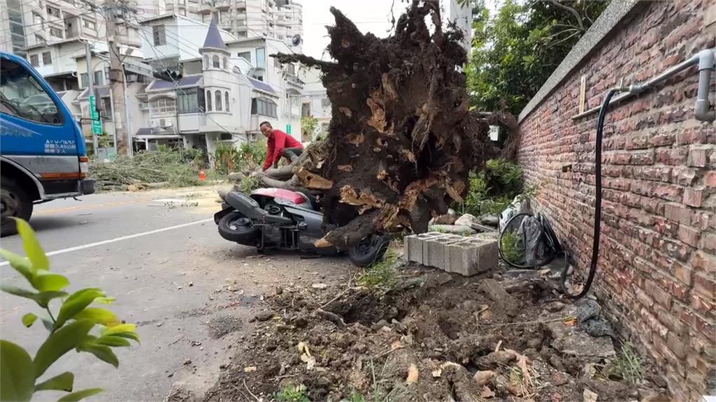 台中北屯2層樓高路樹　倒塌壓1汽車2機車　幸無人傷