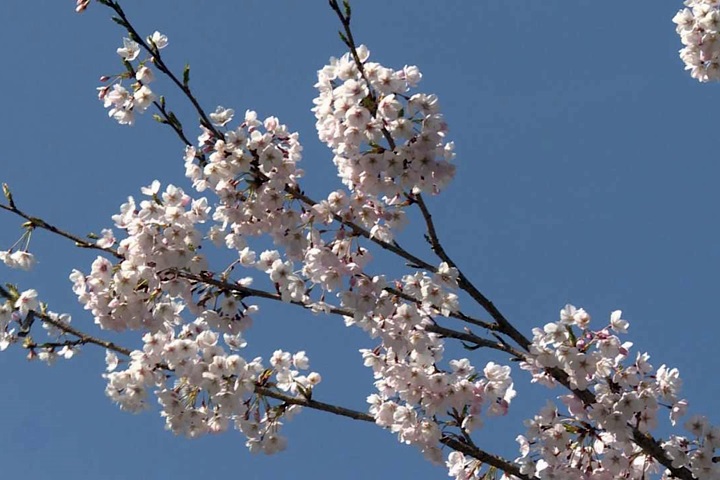 阿里山櫻王粉嫩滿開!「這時間」為最佳賞花期