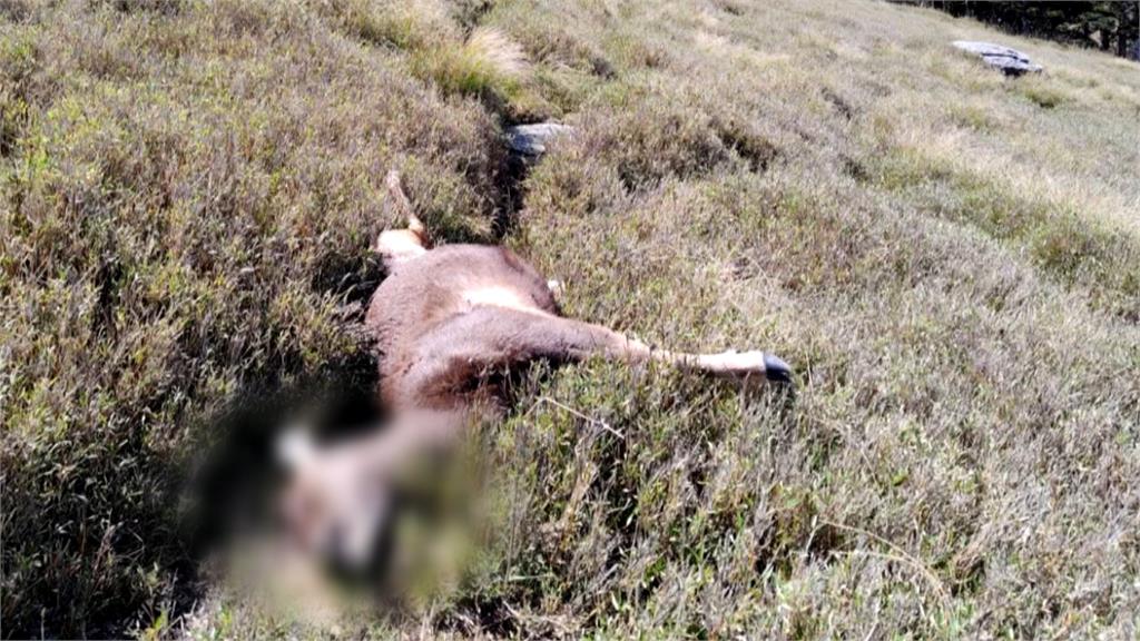 奇萊山「山獸神」疑遭獵殺！　　鹿茸消失斷面處整齊　山友氣炸