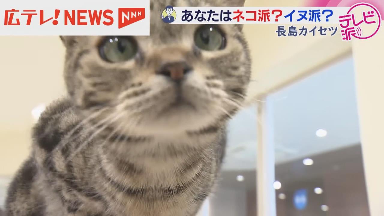 貓奴看過來！喵星人魅力無窮　２／２２定為日本「貓咪日」