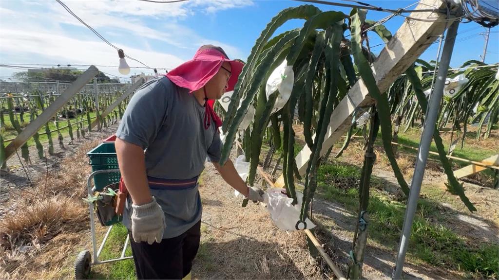 康芮颱風逼近！採多少算多少　彰化、雲林農民忙搶收