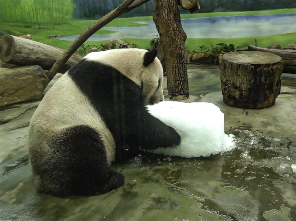 熊貓變雪中熊？動物園借清冰歡慶耶誕節　「團團刨冰玩耍」畫面萌翻網