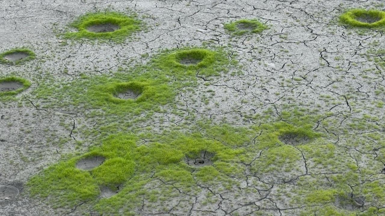 日月潭乾旱沙洲現「隕石坑」？　釣魚達人：淡水魚為產卵挖坑洞