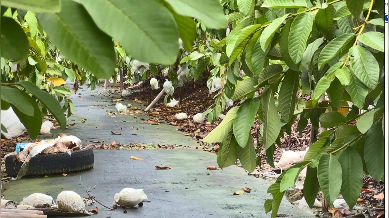 暴雨農損慘! 嘉義紅龍果災損面積逾2成.高雄損失近5千萬