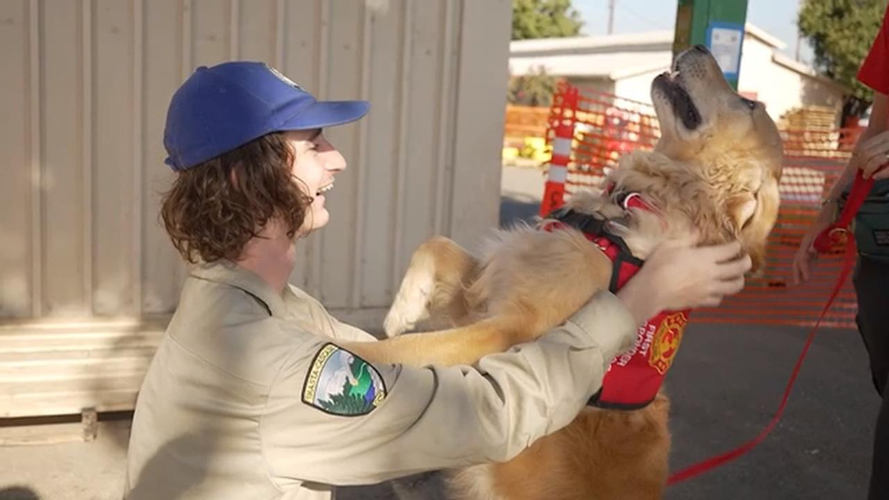 美國警消身心壓力爆棚　療癒犬巡迴抱抱超抒壓