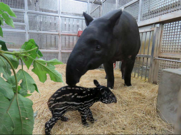 台北、布拉格聯姻傳喜訊 動物園喜迎馬來貘寶寶
