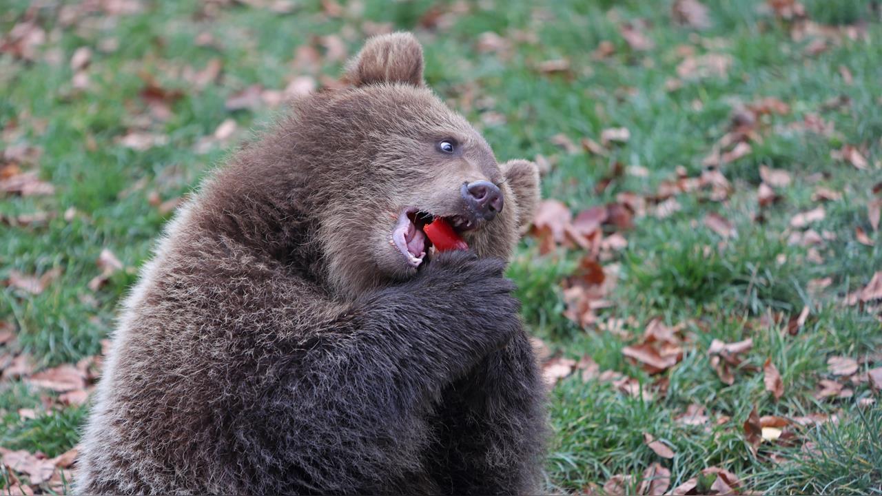 美國驚傳「鏈鋸熊」出沒!超扯畫面曝光600萬網傻眼:拜託日本熊別學