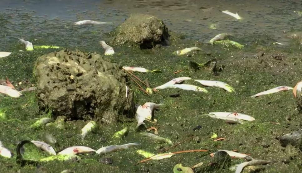 有毒藻華蔓延灣區　加州上千海洋生物暴斃