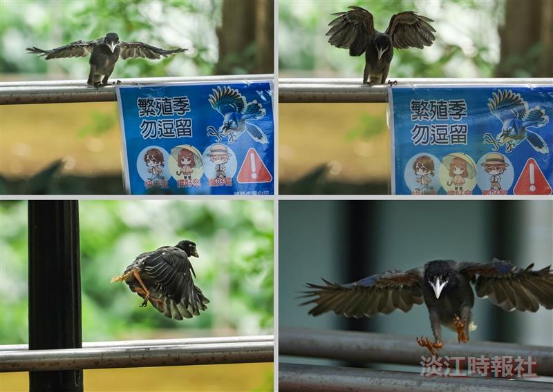 【淡江傳真】藍鵲廊道幼雛起飛　淡江永續校園的驕傲