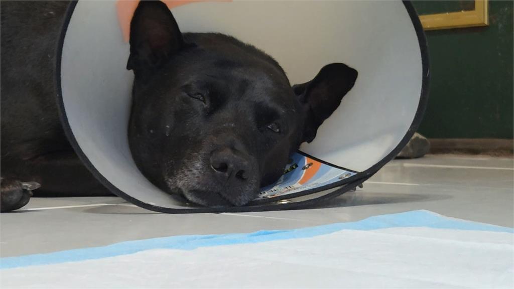 花蓮比特犬又出事！　四月咬傷8歲男童今又民眾愛犬遭攻擊