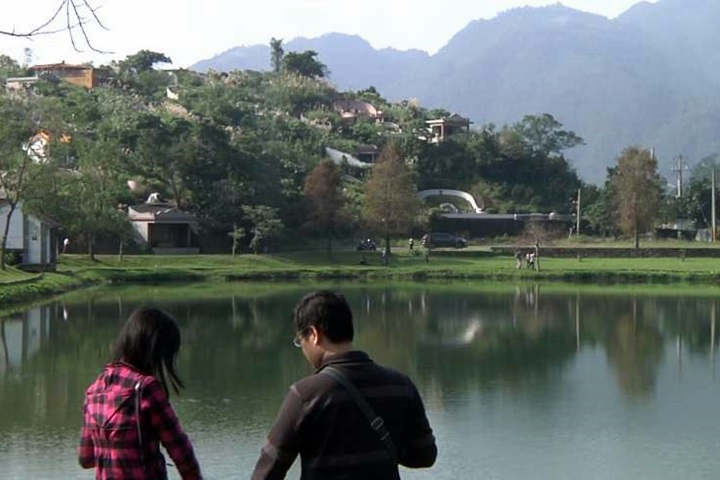 落羽松 LED燈光秀 墓園變身打卡聖地