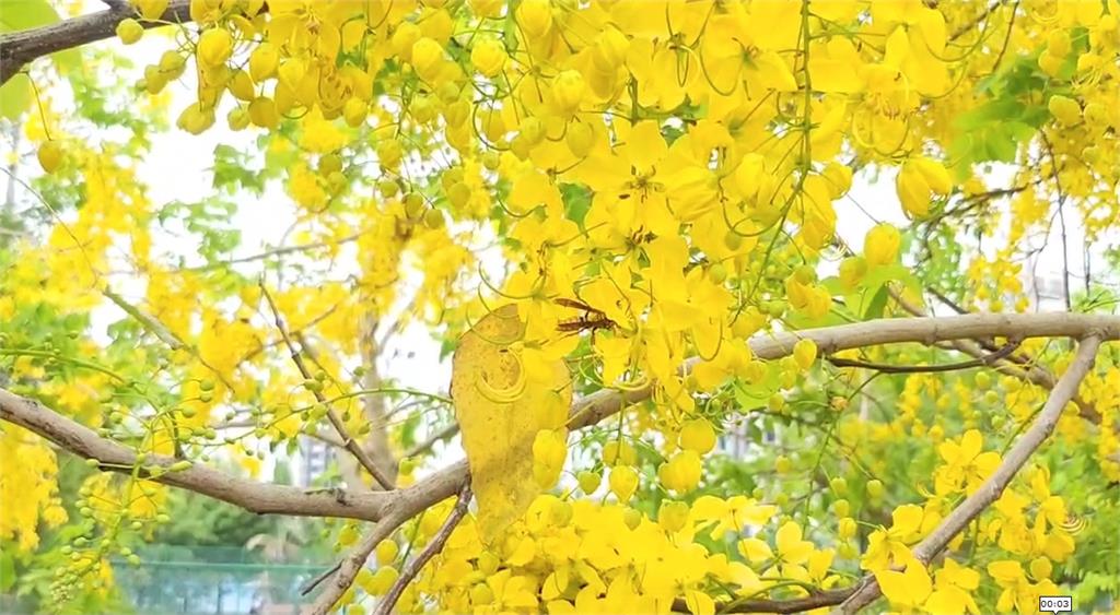 斗六秘境阿勃勒樹盛開　花瓣紛飛宛如下黃金雨
