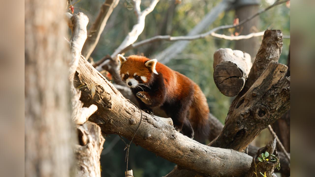 快新聞／中國今突襲軍演！林奕華才剛考察上海動物園　預計小貓熊明年2月抵台