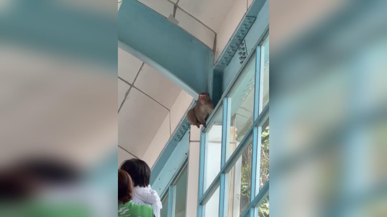 快新聞／真「動物園站」！多隻獼猴闖北捷月台「逛大街」　動保處急發聲