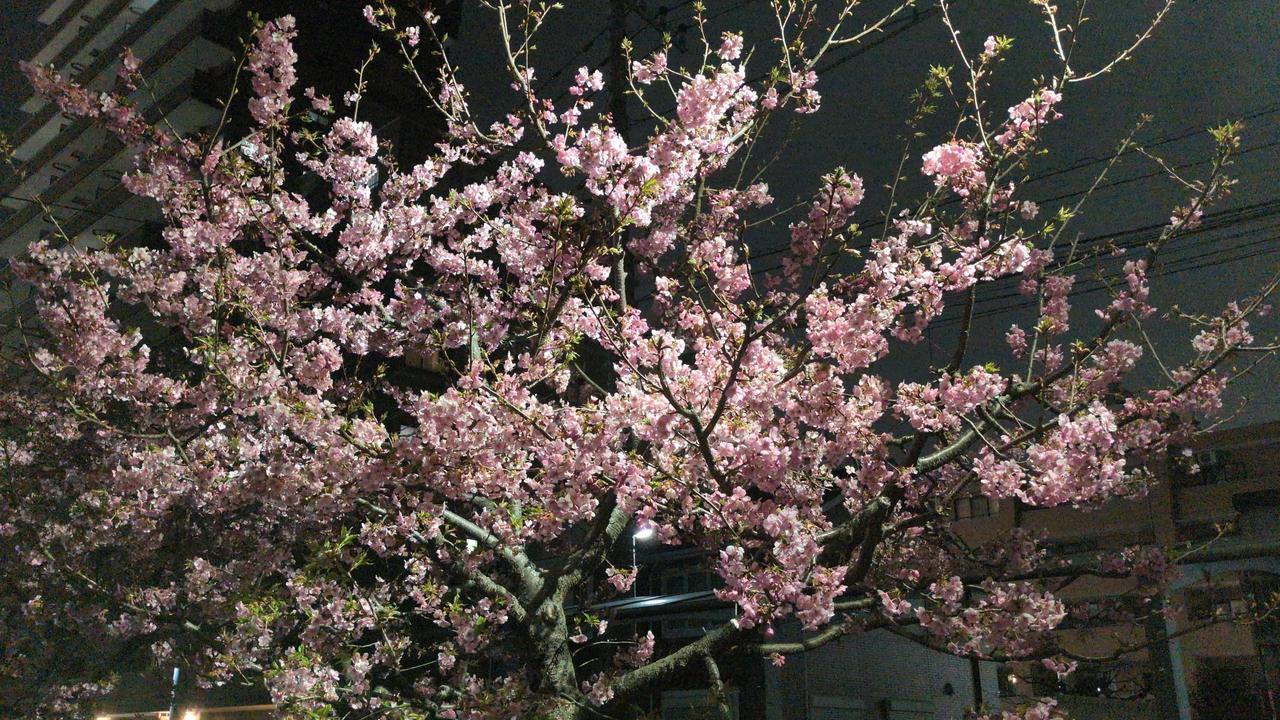 日本春櫻提前報到　東京、福岡染井吉野櫻將搶先開花