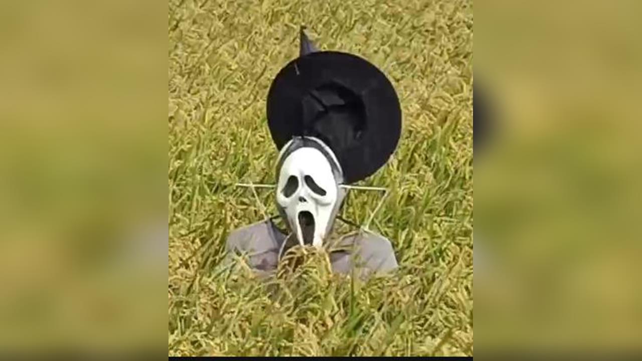 嚇鳥還是嚇人？　　台中「稻草鬼人」爆紅