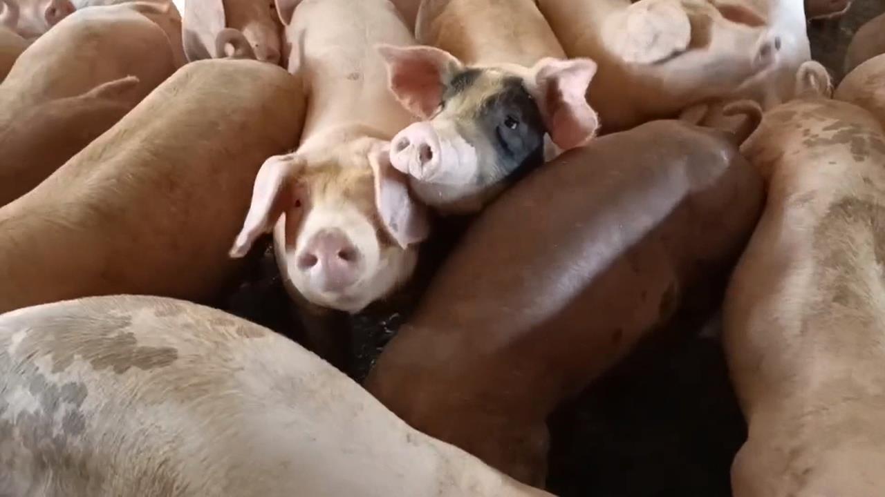 中聯停工致豆粉短缺.飼料漲　養豬戶大喊吃不消