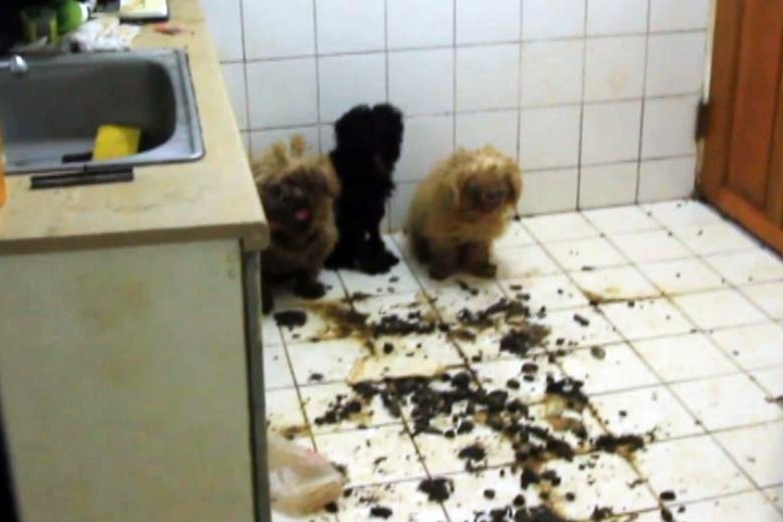 三隻狗慘遭惡房客遺棄 狗竟要被關到八月無人理