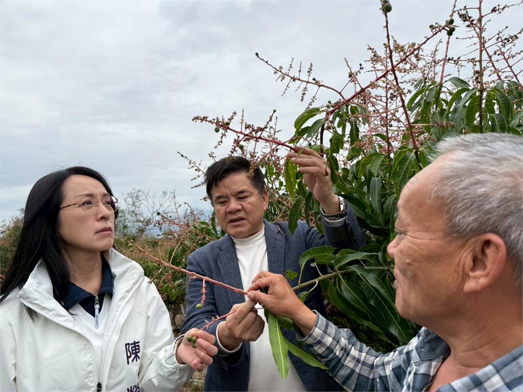台東夏雪芒果寒害難結果 立委協助申請現金救助已撥款