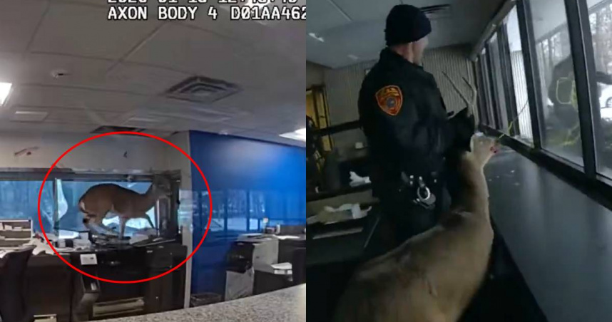 銀行警報狂響以為遭搶劫! 美警到場竟發現是「野生公鹿闖入」