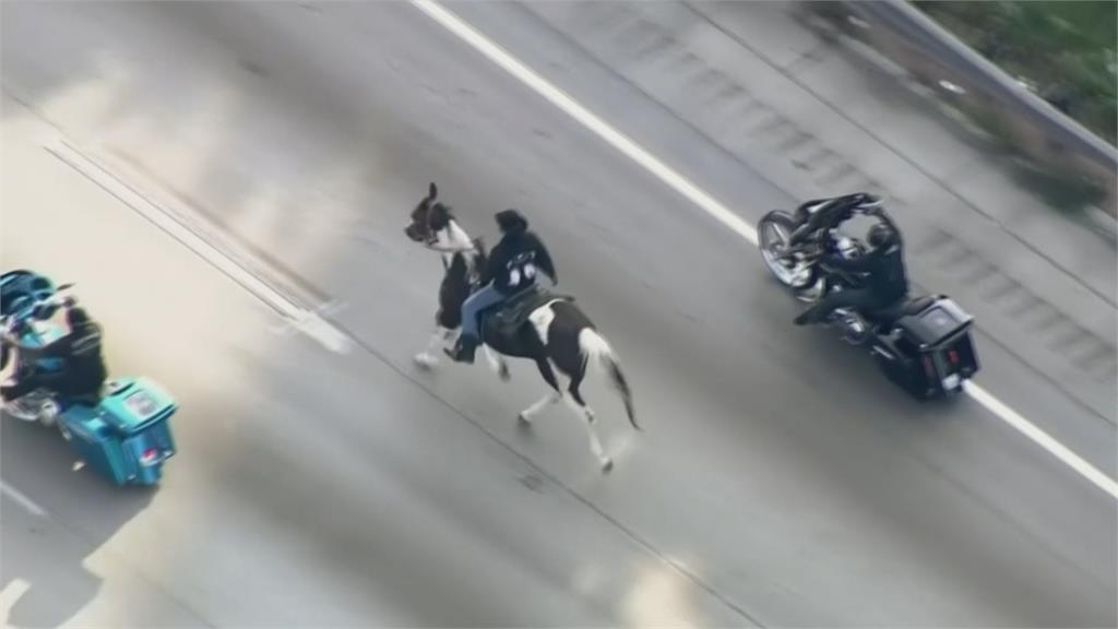 恐怖的牛仔？男子騎馬高速公路狂奔被逮