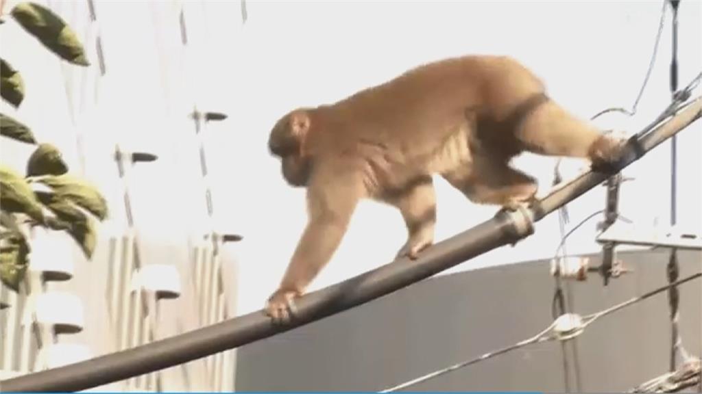 澀谷大街猴子趴趴走　看野貓、耍特技　警方圍捕失敗