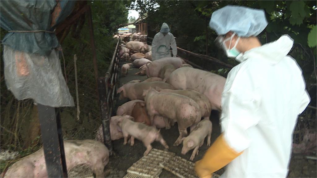 豪雨肆虐嘉義！超過4千隻豬死亡 農畜損失近2.6億