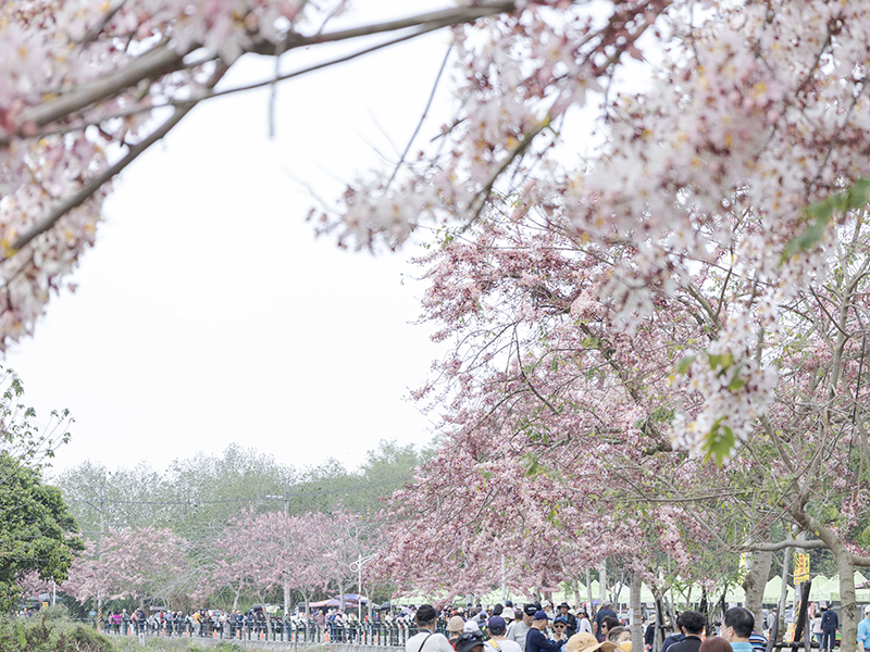 2025二水花旗木懶人包！浪漫粉色鐵道、公園、河岸一次玩遍