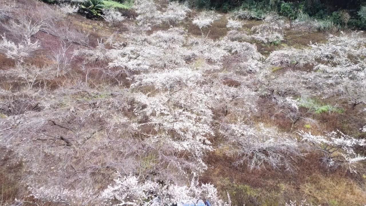 強烈冷氣團催花開! 南投信義梅花陸續綻放盛開7成