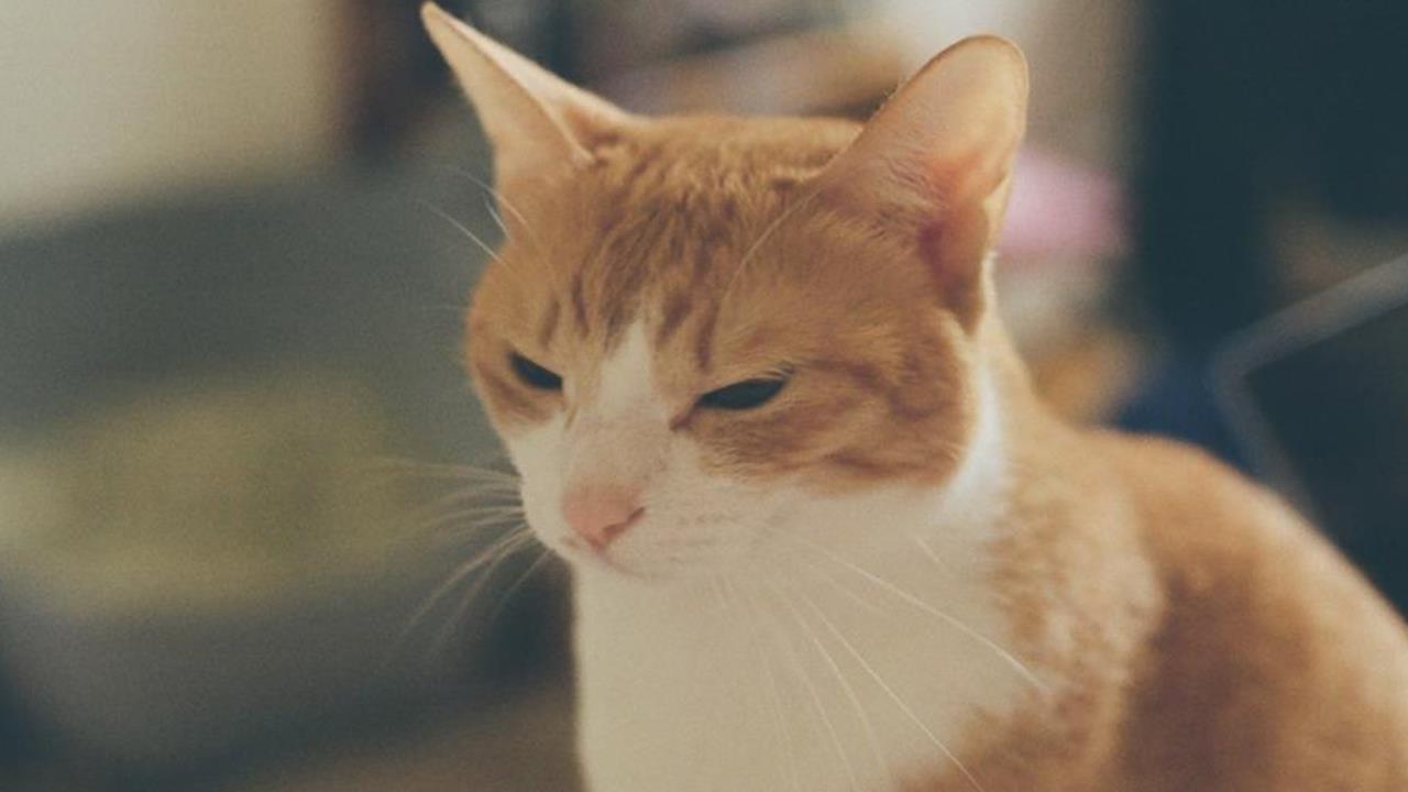 寵物過世「忘辦除戶」最高罰1.5萬!飼主炸鍋:人類最高也才900元