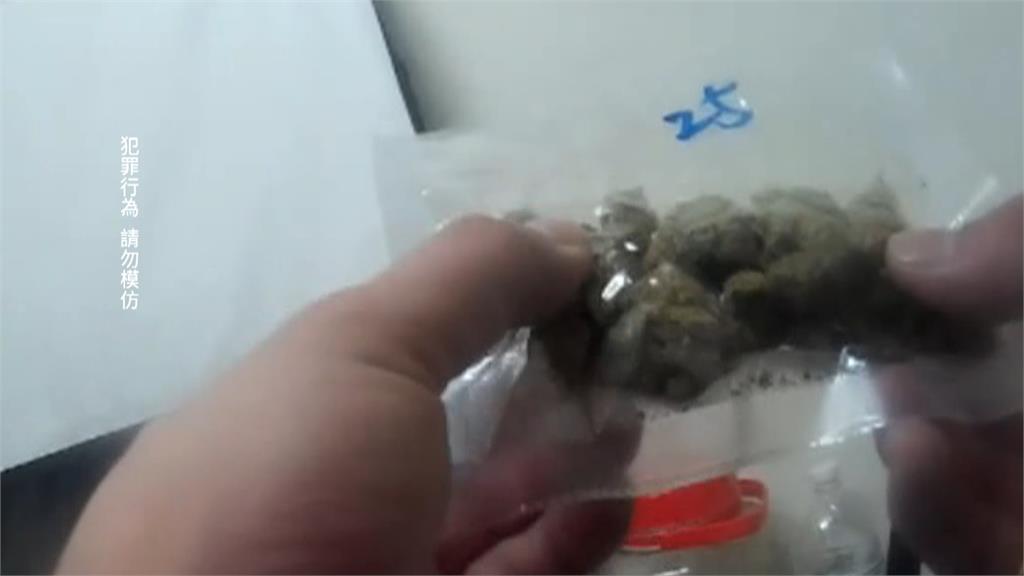 高材生專業用錯處! 學長帶學弟種植大麻製毒被逮