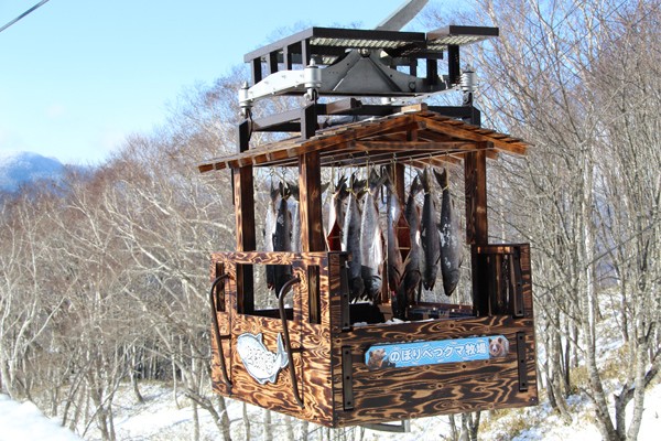 北海道冬天限定! 牧場出動「纜車」製作棕熊美食鮭魚乾