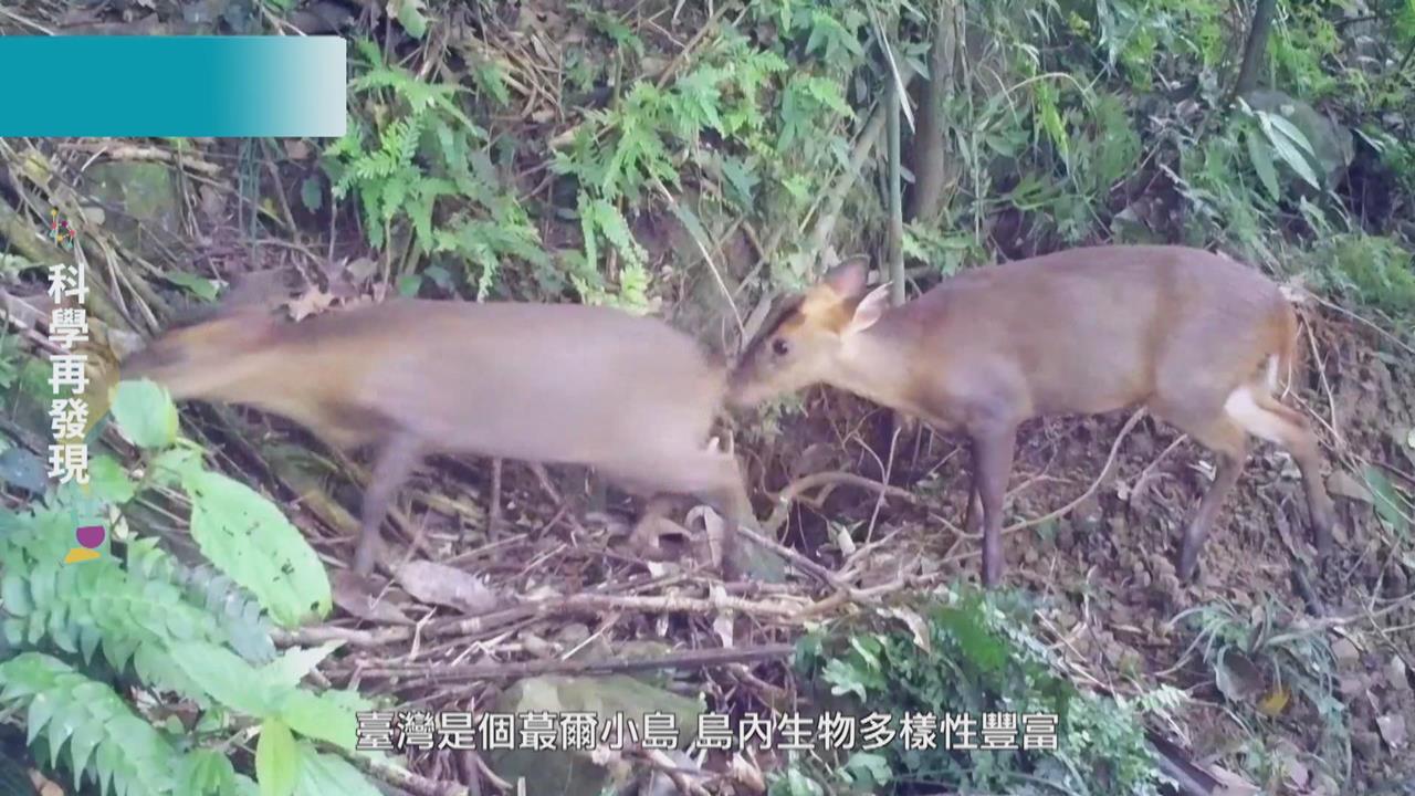 維護台灣生物多樣性! 呼籲落實環境保育