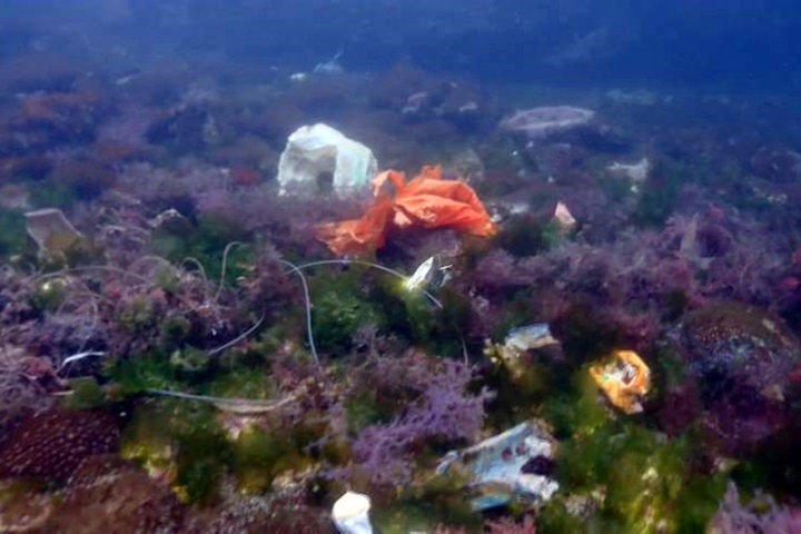 愛護海洋環境一起來！綠島潛水客下海清垃圾