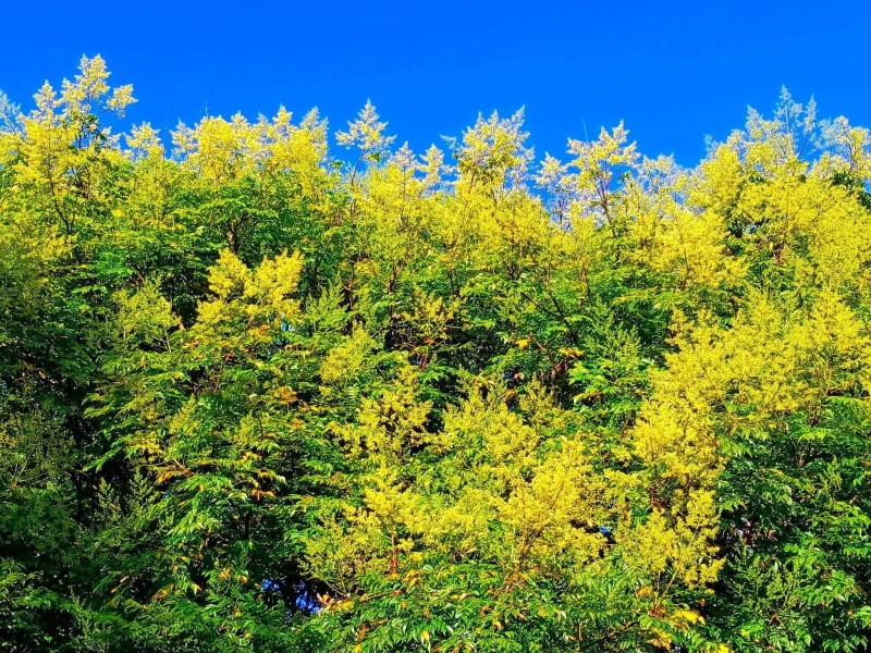 雙北台灣欒樹開花了！9月黃金雨正精彩 6大賞花景點一次收！