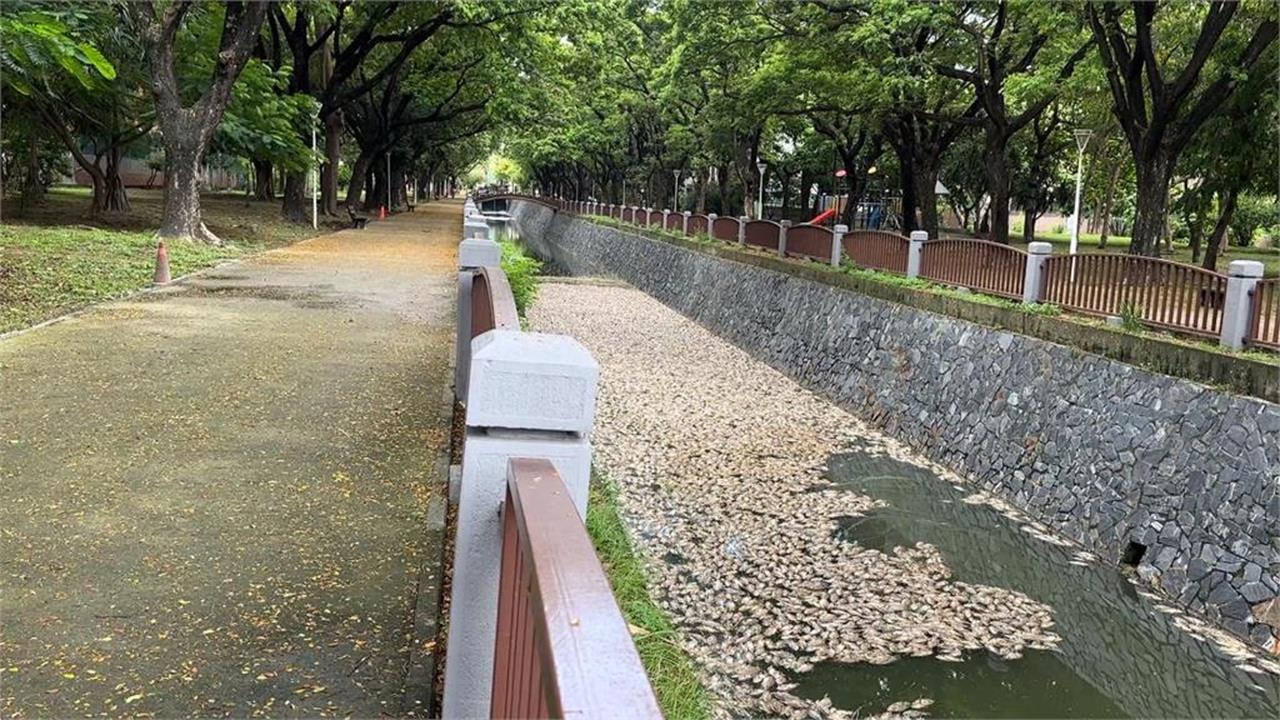 後勁溪爆「5000公斤死魚漂滿河」畫面曝光！市府環保局回應了