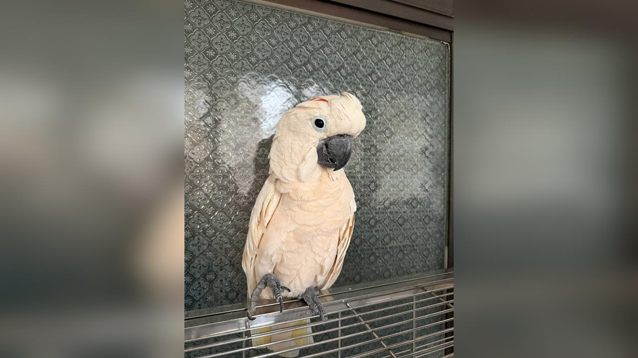 鸚鵡送寵物旅館6天亡　業者只願賠4千飼主怒提告