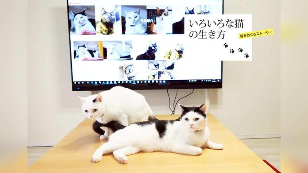 舒緩職場緊張風氣　日本科技公司允許員工帶毛孩上班