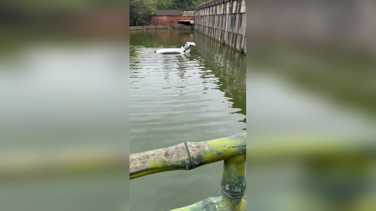 快新聞／桃園龍潭驚悚畫面！轎車墜池只剩車頂露出　駕駛自救逃死劫